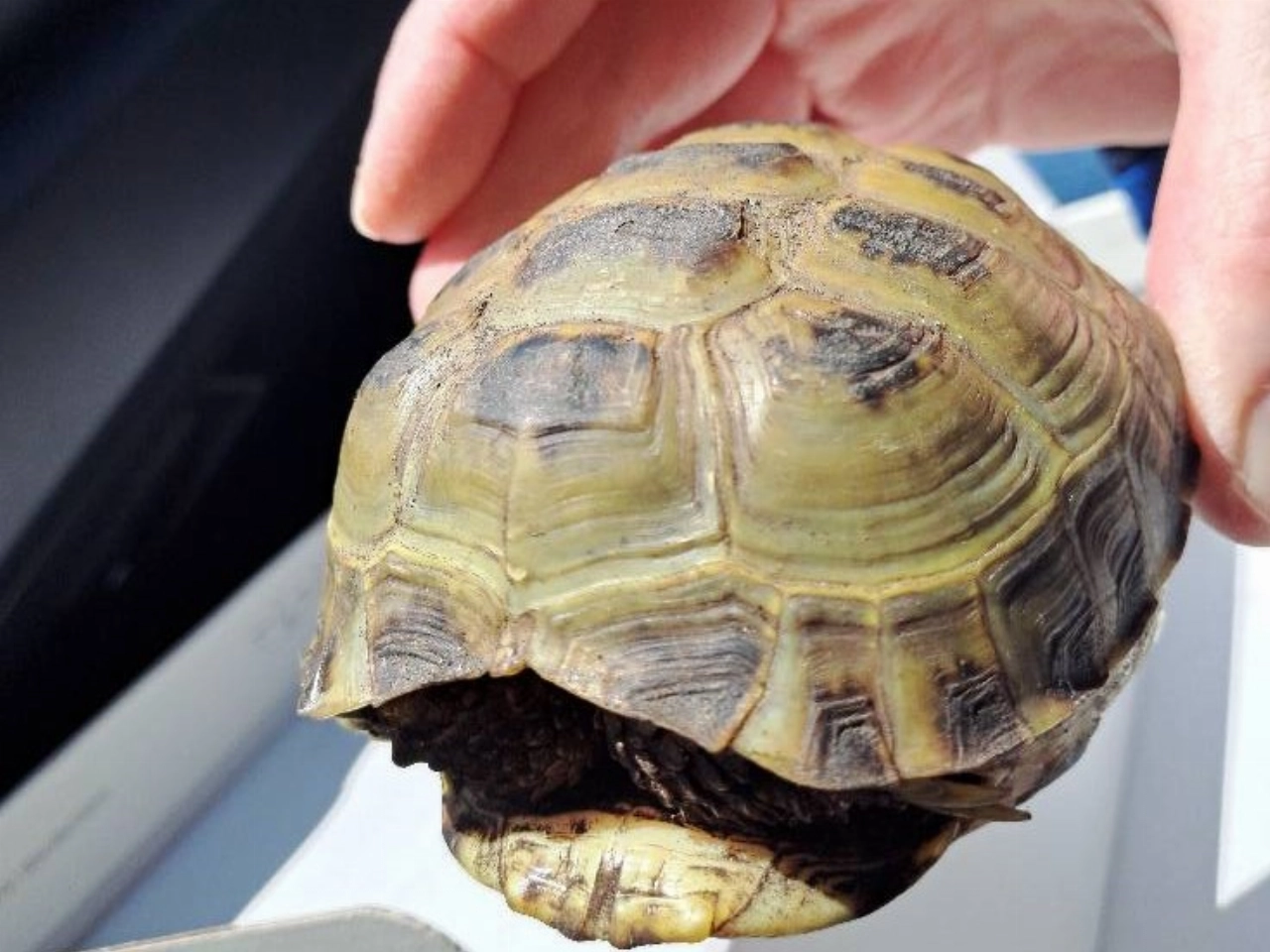 Wie mist zijn schildpad?